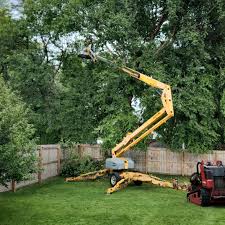 Best Tree Mulching  in USA